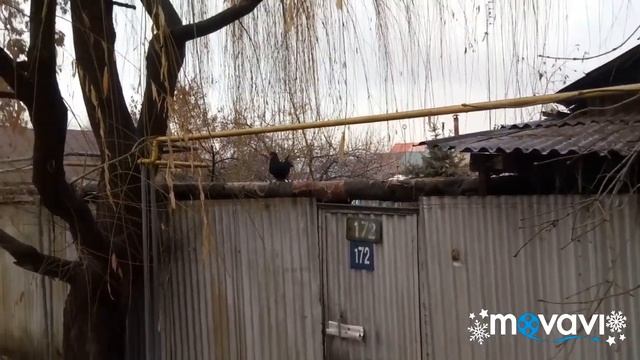 У курицы наблюдательный пункт Как дороги ремонтируют Вот это класс. смотреть онлайн
