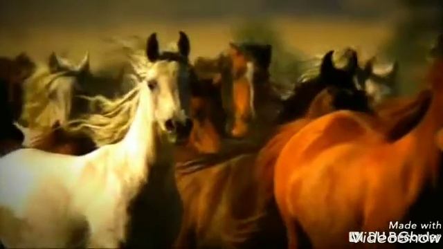 Лошади смотреть онлайн