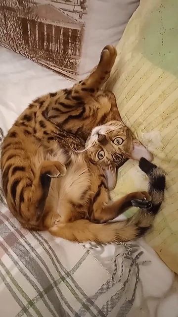 бенгальская кошка рулетиком смотреть онлайн