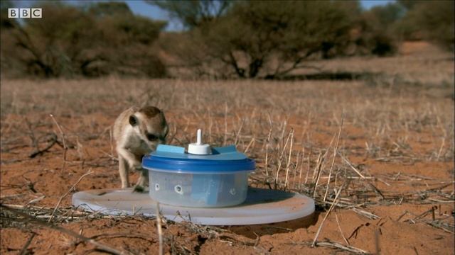 Genius Meerkats Solve Puzzles | BBC Earth смотреть онлайн