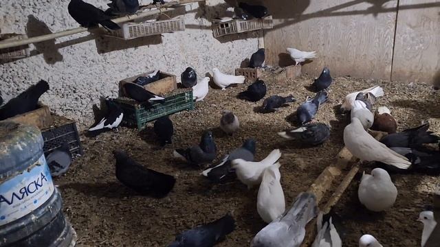 Доброе утро Страна! Привет голубятники. смотреть онлайн