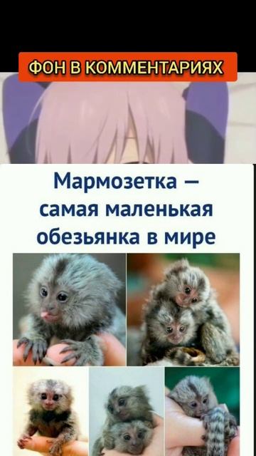 мем смотреть онлайн