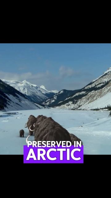 5 INTERESTING MAMMOTH FACTS! #animals #nature #facts #mammoth #trending #shorts #earth #education смотреть онлайн