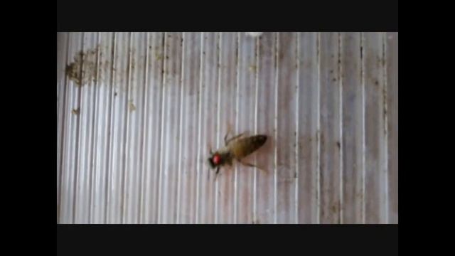 Королева пчёл / меченная пчелиная матка смотреть онлайн