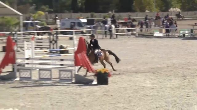 FALCO DEL TIRSO - Nick Charles - Bronze 2 - Valencia (07.11.2014) смотреть онлайн