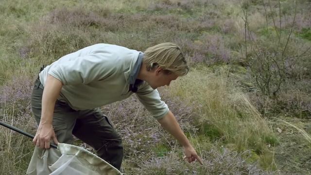 Verstikkende mos maakt het grondnestelaars moeilijk | TV | Vroege Vogels смотреть онлайн