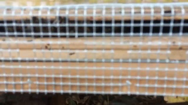 Arpa eléctrica concluída - STOP Vespa Velutina смотреть онлайн