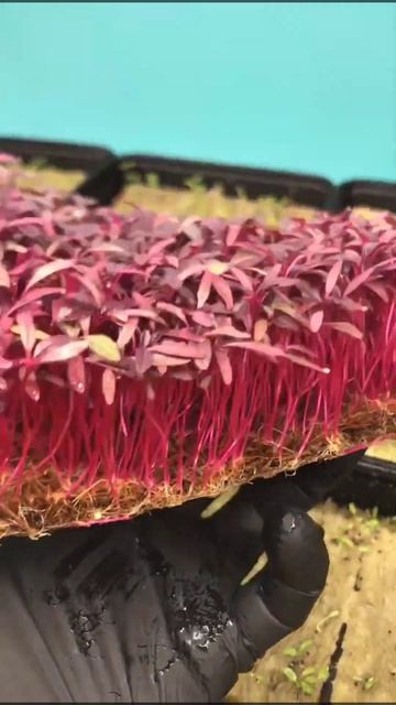 Microgreens - Red Amaranth #microgreens #microgreen #hydroponics #growing смотреть онлайн