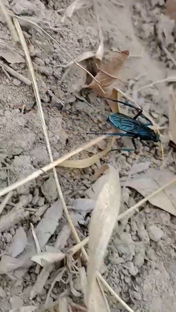 vespa cavalo-do-cão caçando#shorts смотреть онлайн