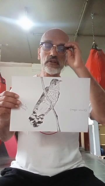 (Cuculus vagans) смотреть онлайн