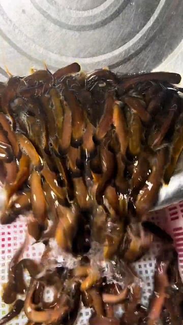 Amazing release the fish #cactusfoodies #shorts #seafood смотреть онлайн