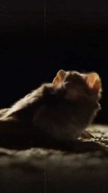 Vampire Bats: Meet the Creatures That Feed on Blood смотреть онлайн