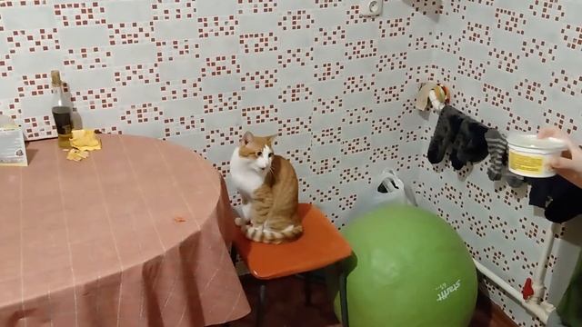 Кот переел сметану смотреть онлайн