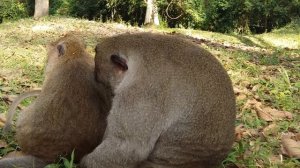 How Sweet Pea Monkey request Milk With IQ?, Baby Monkey Angry Mother To Cry Loudly