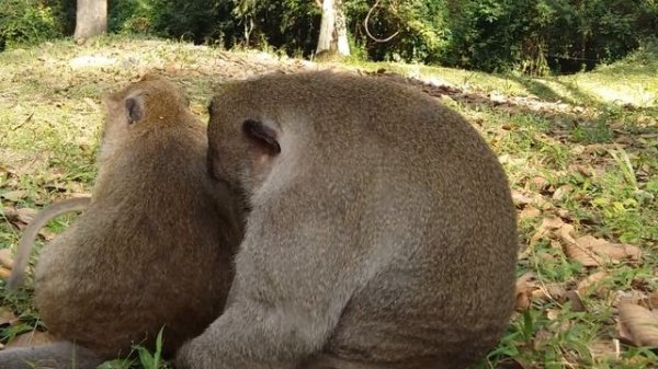 How Sweet Pea Monkey request Milk With IQ?, Baby Monkey Angry Mother To Cry Loudly