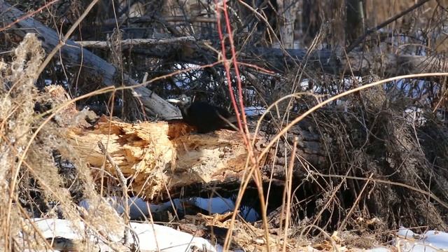 Желна завтракает смотреть онлайн