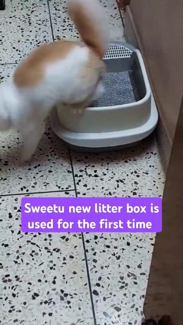 Cutekitten use litter box | #cutekittens#catlover #cats #petlovers #persiancat #pets #viral #shorts смотреть онлайн