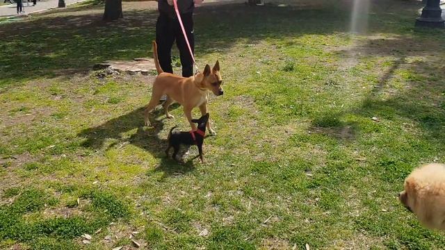 Pincher Chiko in the park (Пинчер Чико в парке) смотреть онлайн