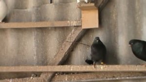 Пермские голуби.ч. 1.