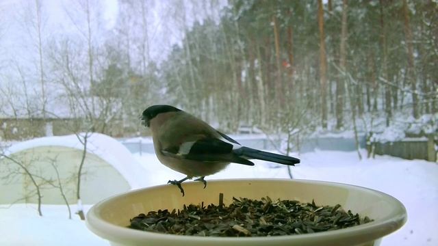 Красавцы снегири #природа #птицы смотреть онлайн