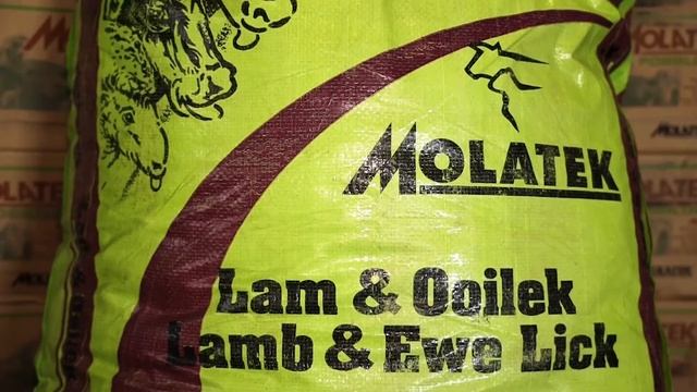 MOLATEK | Replacement Ewes with Johan Mouton смотреть онлайн