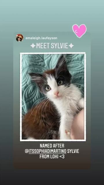 Meet Sylvie the Cat😻 смотреть онлайн