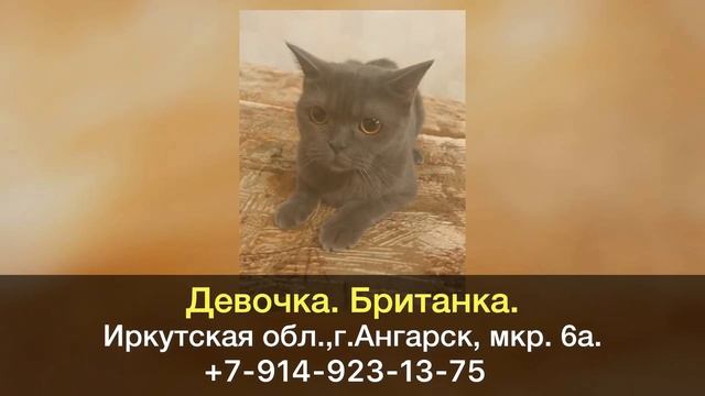 Пропала кошка! Девочка. Британка. Иркутская область, г.Ангарск. смотреть онлайн