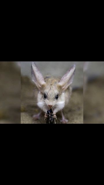 Малый тушканчик смотреть онлайн