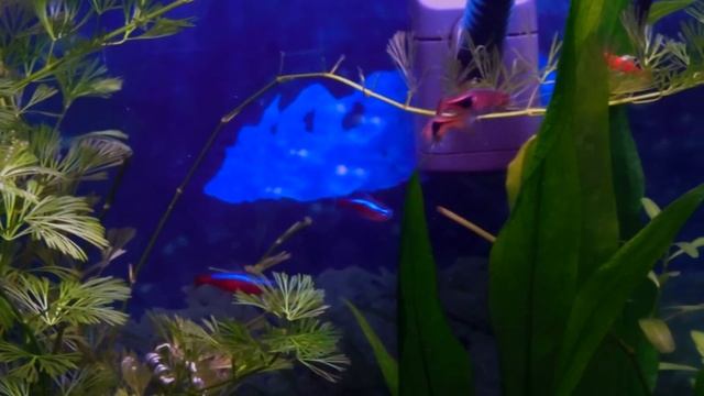 Planted aquarium with Glass Catfish Cardinal Tetra Rummy Nose Tetra Harlequin Rasbora Corry Shrimp смотреть онлайн