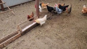 Убираюсь у кроликов. Жарю постные драники.