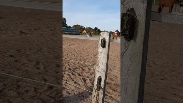 Лошади смотреть онлайн