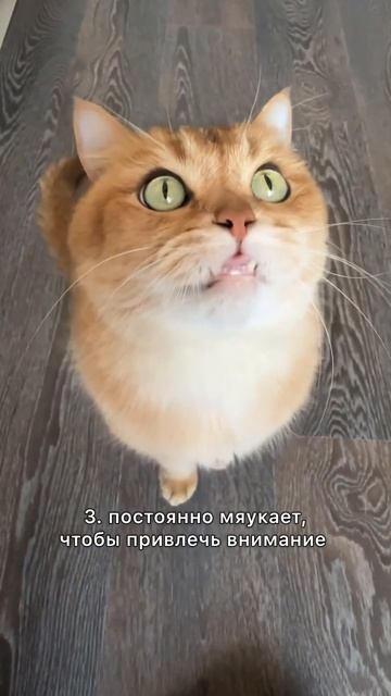 Премиальная еда для кошек и собак @Hatifood смотреть онлайн