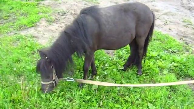 жеребец пони Базальт (от Леди и Зидана) 2 смотреть онлайн