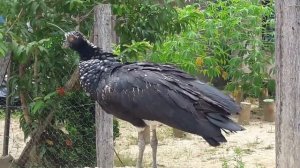 Ужасающие звуки птиц, которые вам нужно услышать!