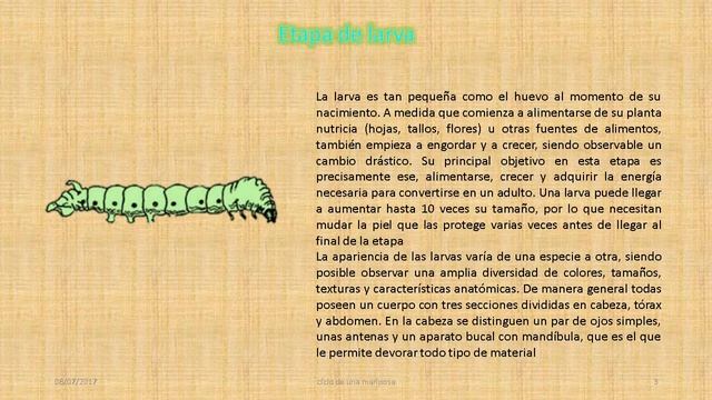 Ciclo de vida de una mariposa смотреть онлайн