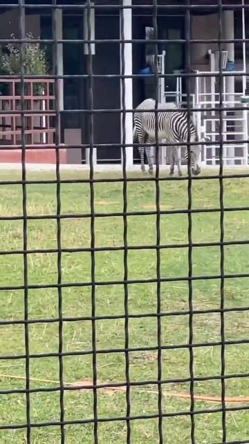 Зебра и жираф смотреть онлайн