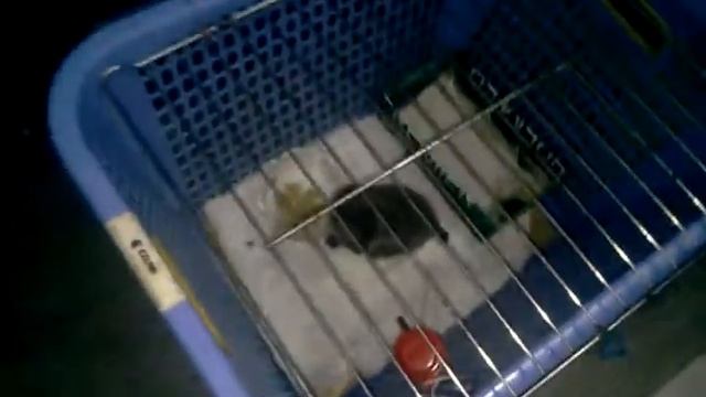 meaw meaw meaw смотреть онлайн