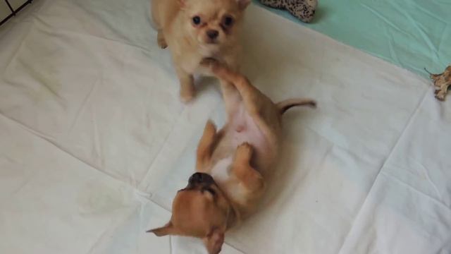 Щенки Файзера и Симы (2 мес) смотреть онлайн