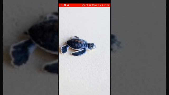 Черепашка 😆 смотреть онлайн