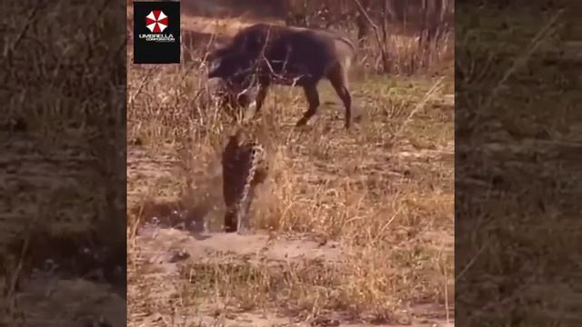 кабан vs леопард. смотреть онлайн