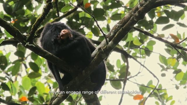 CEPF & ATREE Western Ghats Programme смотреть онлайн