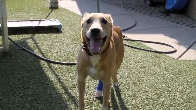 Dingo walking Update смотреть онлайн