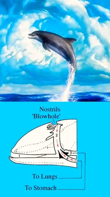 Crazy🤪 Facts 🐬 🤡 you should know about..#shorts #youtubeshorts #zpit #facts смотреть онлайн