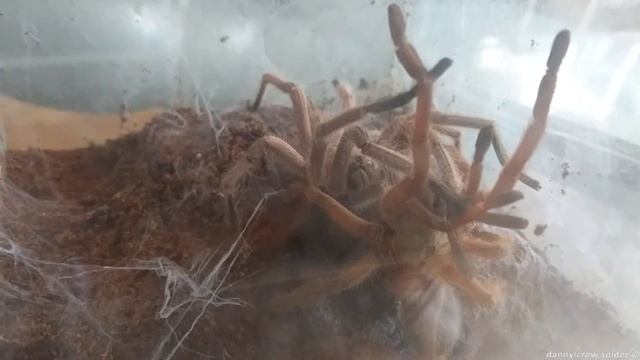 Chilobrachys huahini mating (2017-11-06) смотреть онлайн