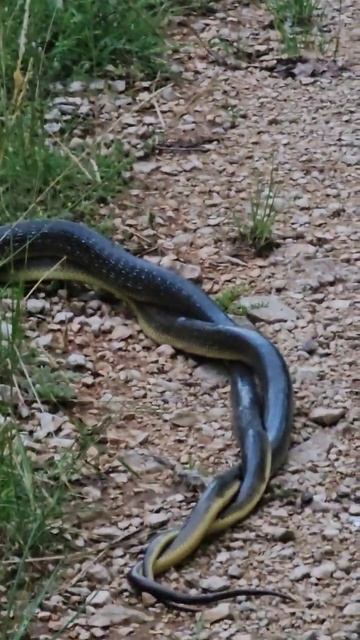 Snakes in action! #nature #snakes #wildlife смотреть онлайн