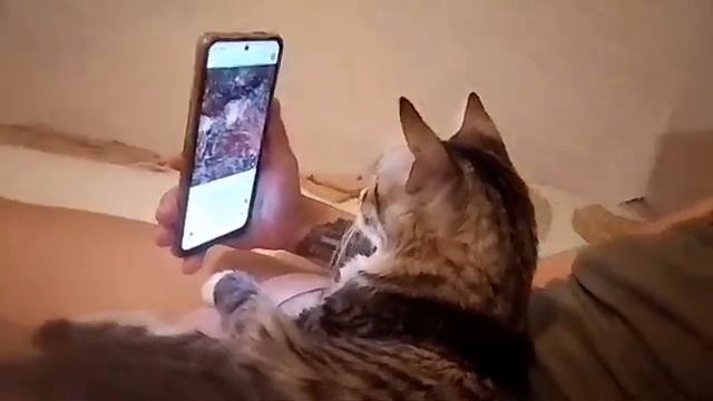 Котик смотрит видео смотреть онлайн