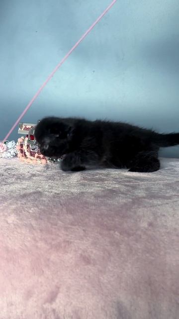 Шотландский короткошерстный вислоухий котенок Patrick (Патрик), скоттиш фолд. Окрас: черный (SFS n) смотреть онлайн