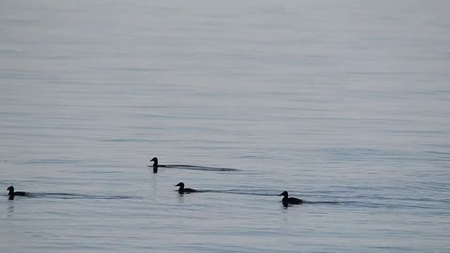 Surf Scoters, Swimming and Feeding смотреть онлайн