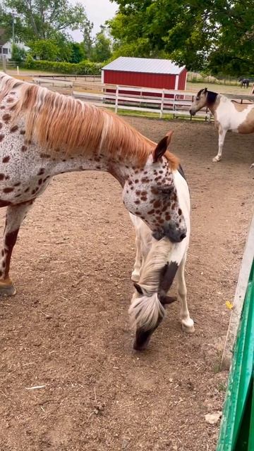 Why Are Horses So Silly 🤪?! #horselover #horseplay #equestrian смотреть онлайн