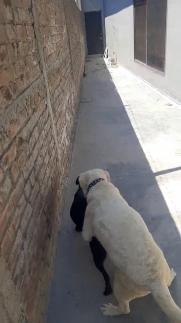 Labrador mating n we hoping for cute pups смотреть онлайн